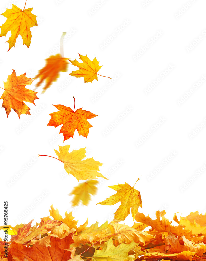 Wall mural pile of autumn leaves, isolated on white