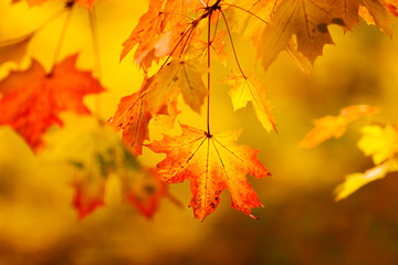Abstract autumn natural background with yellow maple leaves.