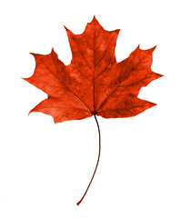 Red maple leaf, isolated on white