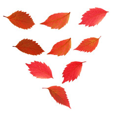 Autumn leaves falling down, isolated on white