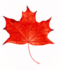 Red maple leaf, isolated on white