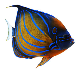 Exotic fish isolated on white