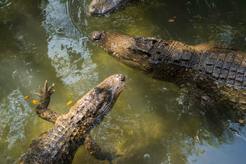 Two alligators swimming.