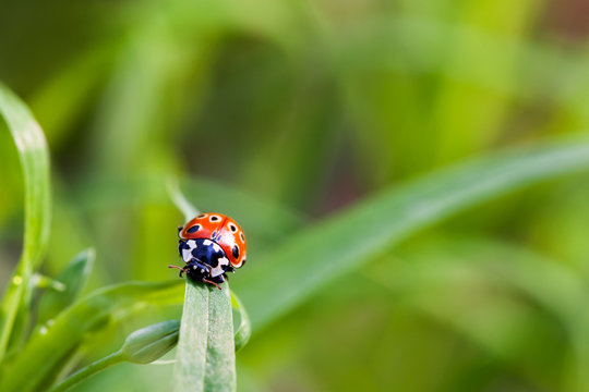 Natural background with place for text. Ladybug sitting on grass
