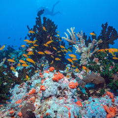 Naklejka na ściany i meble School of Fishes near Coral Reef, Maldives