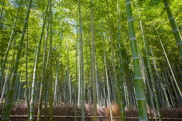 Beautiful bamboo forest at Arashiyama touristy district , kyoto