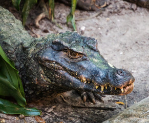 Cayman-(Are You Mad or is that Just Your Face?)