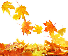Naklejka na ściany i meble Pile of autumn leaves, isolated on white