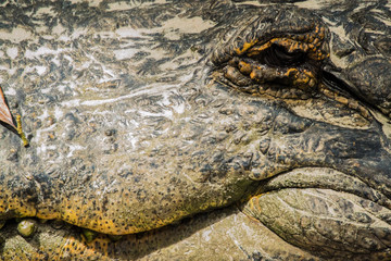 Alligator Eye and Tooth - Close Up