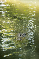 Alligator Swimming Toward You In Green Water