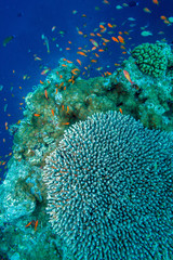 Naklejka na ściany i meble Hard corals, Maldives