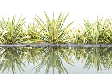 Green agave decorative plant beside of water pond on white