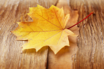 Autumn leaf on wooden background