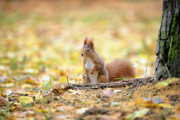 Naklejka na ściany i meble Cute red squirrel standing in autumn forest ground