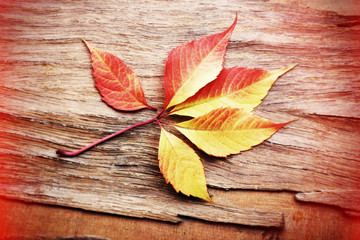 Naklejka na ściany i meble Autumn leaf on wooden background