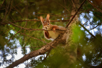Cute red squirrel hidden in branches on coniferous tree