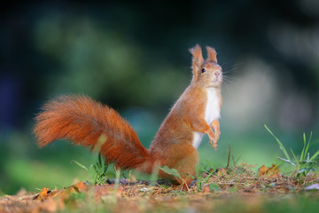 Naklejka na ściany i meble Curious cute red squirrel looking right in autumn forest ground