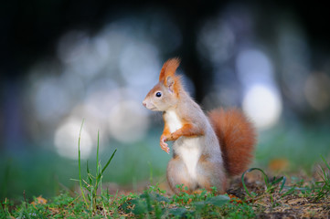 Curious cute red squirrel looking right in autumn forest ground