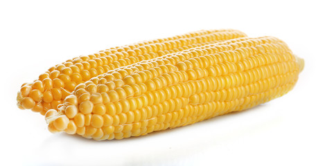 Ripe corn isolated on white