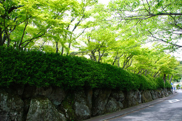 Trees of Hakone