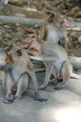Fototapeta premium Three monkeys (crab eating macaque)