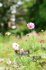 Cosmos flower
