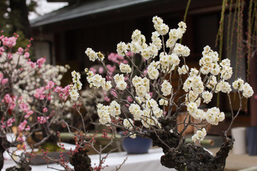 Obraz na płótnie Canvas Japanese plum blossoms 