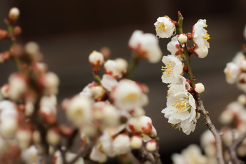 Japanese plum blossoms
