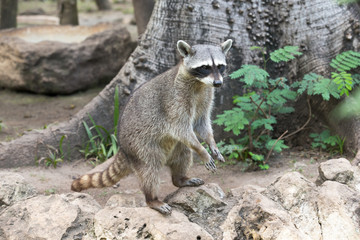 Raccoon