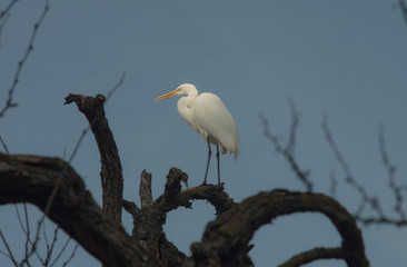 Egret