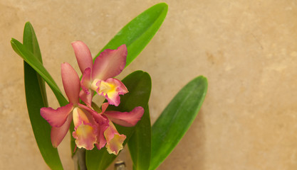 Pink Cattleya orchid flower blooms in summer in Hawaii