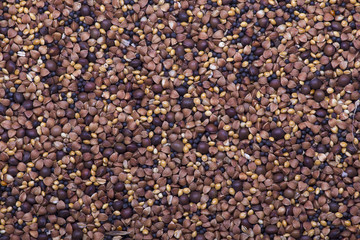 Background of mixed seeds. Pet food for birds.