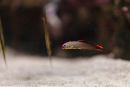 Purple cap firefish, Nemateleotris decora, darts through the water on a tropical reef