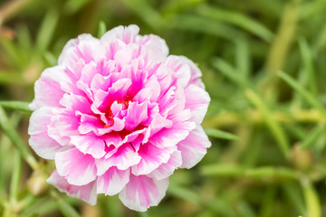 Pusley flower(Portulaca oleracea)