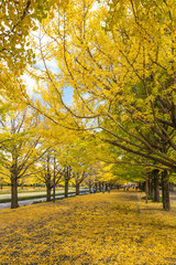 Naklejka premium 秋のイチョウ（銀杏）並木