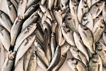 Obraz premium Fresh fish