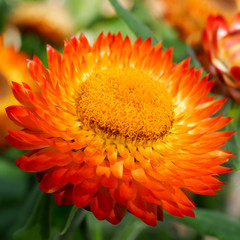 Strawflower Orange