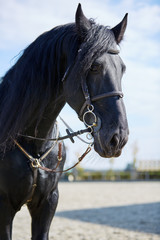 Black horse standing on hippodrome