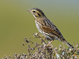 Fototapeta premium Savannah Sparrow