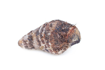 Taro isolated on white. (Scientific Name : Colocasia esculenta var. aniquorum)