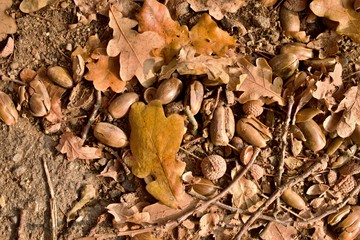 Big acorns and colorful oak leaves on the ground in autumn