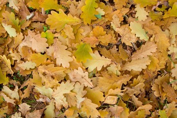 Oak autumn colorful  leaves fallen on the ground