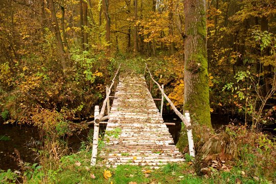 Fototapeta Natural bridge created from birch trunks with black and white bark. Path  in a colorful autumn  forest