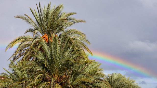 Rainbow and palm tree