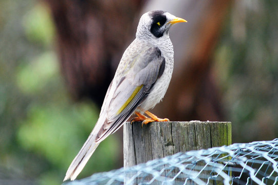 Australian Noisy Miner On A Post