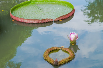 Water lily flowers blooming in water.