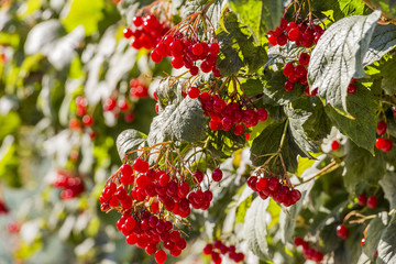 Viburnum berries red