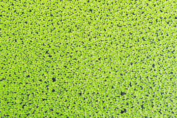 Water fern background.