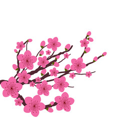 Japanese plum blossom