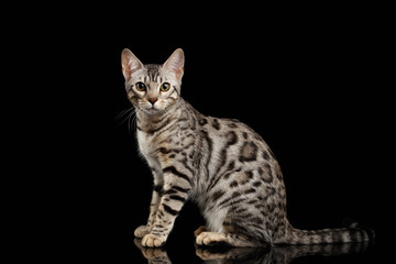 Bengal Kitty Sits and Looking at Camera on Black